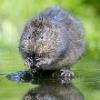 Vole